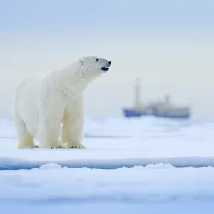 Bear and boat. Polar bear on drifting ice with snow