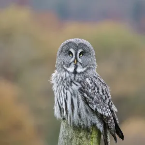 Bearded Owl, Strix nebulosa, Great Grey Owl