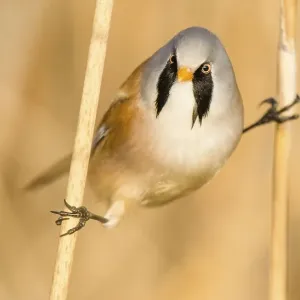 Bearded reedling (Panurus biarmicus) does the splits Bearded reedling (Panurus biarmicus) does the splits