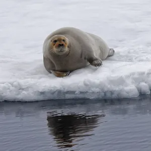 Bearded Seal (Erignathus barbatus) laying on pack ice Bearded Seal (Erignathus barbatus) laying on pack ice