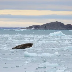 Bearded seal (Erignathus barbatus) on pack ice