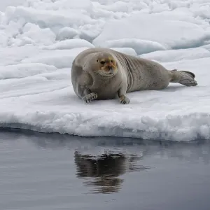 Bearded Seal (Erignathus barbatus) stretching on pack ice