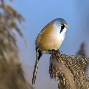 Bearded tit sitting on reed stalk Bearded tit sitting on reed stalk