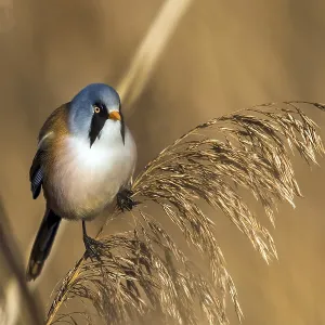 Bearded tit sitting on reed stalk Bearded tit sitting on reed stalk