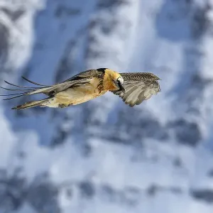 Bearded Vulture Print: Alpine Landscape Bearded Vulture Print: Alpine Landscape