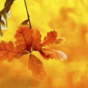 Beautiful autumn backgroung. Bright oak leaves in autumn forest Floral background with soft selective focus