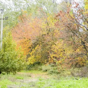 Beautiful Autumn Park Print: Yellow Leaves on Trees Beautiful Autumn Park Print: Yellow Leaves on Trees