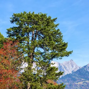 Beautiful Autumn Tree and Mountain and Blue Sky in a Sunny Day in Bad Ragaz Beautiful Autumn Tree and Mountain and Blue Sky in a Sunny Day in Bad Ragaz