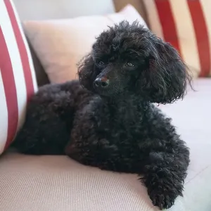 Beautiful black Toy Poodle resting on a outdoor sofa Beautiful black Toy Poodle resting on a outdoor sofa