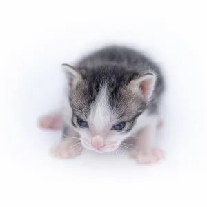 Beautiful cat isolated on white background