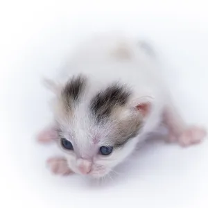 Beautiful cat isolated on white background
