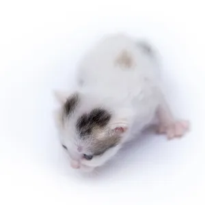 Beautiful cat isolated on white background