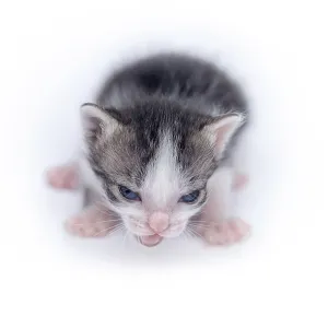 Beautiful cat isolated on white background