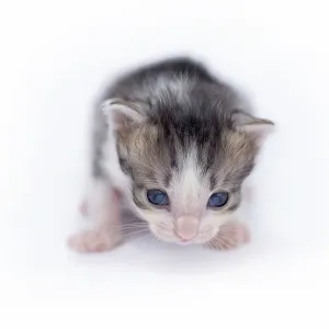 Beautiful cat isolated on white background