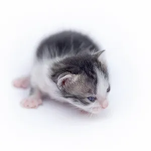 Beautiful cat isolated on white background