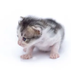 Beautiful cat isolated on white background