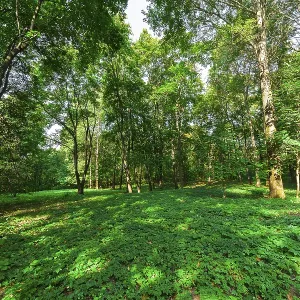 Forêt décidue ensoleillée d'été Forêt décidue ensoleillée d'été