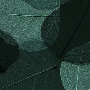 Beautiful detailed macro leaf_2
