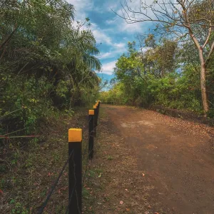 Beautiful dirt road surrounded by foliage with a blue sky