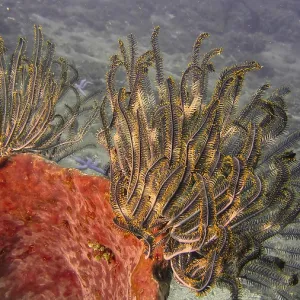 Beautiful feather star (Cenometra bella) on a barrel sponge in front of a grey colour scheme Beautiful feather star (Cenometra bella) on a barrel sponge in front of a grey colour scheme