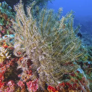 Beautiful Feather Star on Coral Reef Print, Tulamben, Bali Beautiful Feather Star on Coral Reef Print, Tulamben, Bali