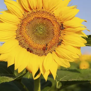 A beautiful field of blooming golden sunflowers against a blue sky A beautiful field of blooming golden sunflowers against a blue sky