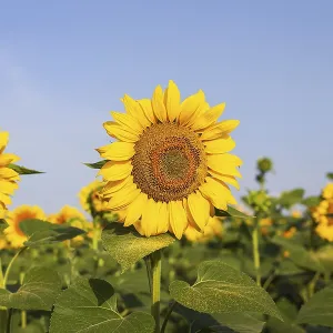 A beautiful field of blooming golden sunflowers against a blue sky A beautiful field of blooming golden sunflowers against a blue sky