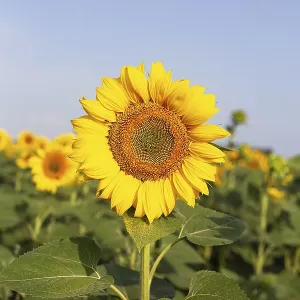A beautiful field of blooming golden sunflowers against a blue sky A beautiful field of blooming golden sunflowers against a blue sky