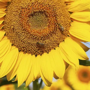 A beautiful field of blooming golden sunflowers against a blue sky A beautiful field of blooming golden sunflowers against a blue sky