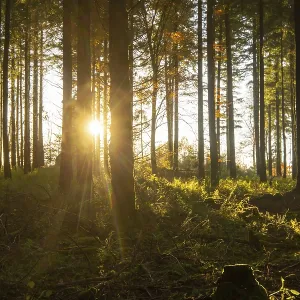 Beautiful fir forest with low sun