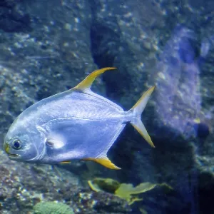 Beautiful fish at bottom of the aquarium