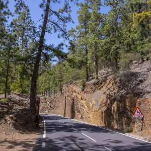 Beautiful forest road on the way up to the Teide Natural Park in Tenerife