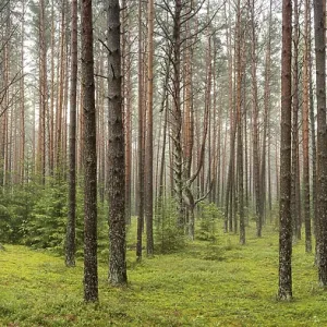 A beautiful forest with even tall trunks of middle-aged pines A beautiful forest with even tall trunks of middle-aged pines