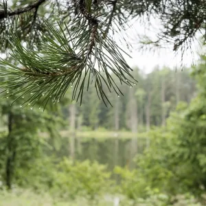 A beautiful forest with even tall trunks of middle-aged pines A beautiful forest with even tall trunks of middle-aged pines