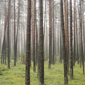 A beautiful forest with even tall trunks of middle-aged pines A beautiful forest with even tall trunks of middle-aged pines