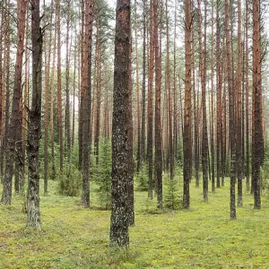 A beautiful forest with even tall trunks of middle-aged pines A beautiful forest with even tall trunks of middle-aged pines