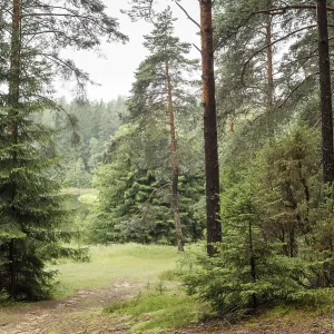 A beautiful forest with even tall trunks of middle-aged pines A beautiful forest with even tall trunks of middle-aged pines