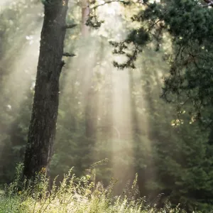 A beautiful forest with even tall trunks of middle-aged pines