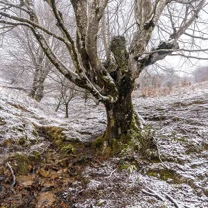 Beautiful and giant beech trees in the forest of Mount Aizkorri in Gipuzkoa Beautiful and giant beech trees in the forest of Mount Aizkorri in Gipuzkoa