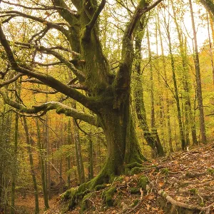 Beautiful green oak in the Artikutza forest in San Sebastian in autumn Beautiful green oak in the Artikutza forest in San Sebastian in autumn