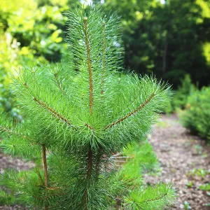 Arbre de pin vert dans la forêt Arbre de pin vert dans la forêt