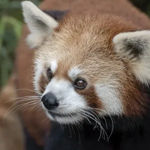 Beautiful images of a red panda Beautiful images of a red panda