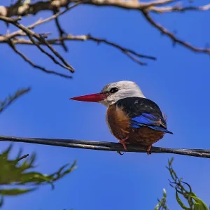 A beautiful kingfisher with a long red beak sits attentively on a power cable A beautiful kingfisher with a long red beak sits attentively on a power cable