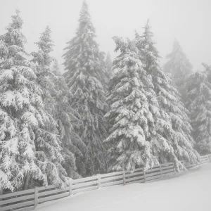 Beautiful landscape with mist and snowfall in winter forest