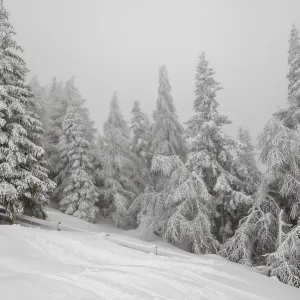 Beautiful landscape with mist in winter forest