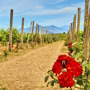 Beautiful landscape with rows of vines Beautiful landscape with rows of vines