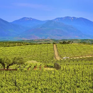 Beautiful landscape with vineyards and distant mountains