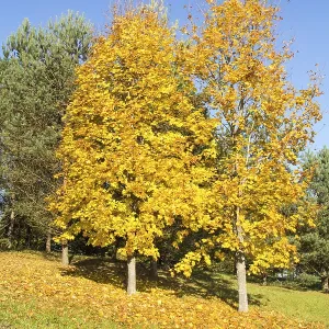 Paysage pittoresque - arbres deérables jaunes dans un forêt d'automne Paysage pittoresque - arbres deérables jaunes dans un forêt d'automne