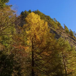 Beautiful Mountain Valley in the Swiss Alps with Tree in a Sunny Autumn Day with Blue Clear Sky in Via Mala