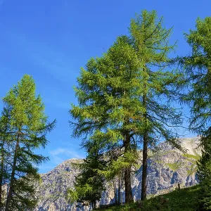 Beautiful Mountain View in a Mountain Valley with Tree in the Swiss Alps in a Sunny Summer Day with Blue Sky Beautiful Mountain View in a Mountain Valley with Tree in the Swiss Alps in a Sunny Summer Day with Blue Sky